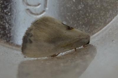 Cilix