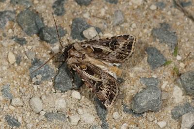 Agrotis vestigialis