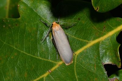 Katha depressa