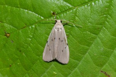 Pelosia muscerda