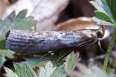 Selagia spadicella