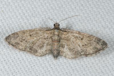 Eupithecia
