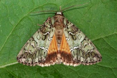 Polyphaenis sericata