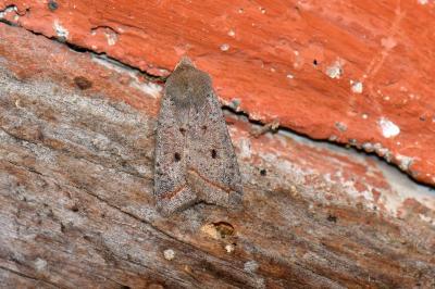 Leptologia lota