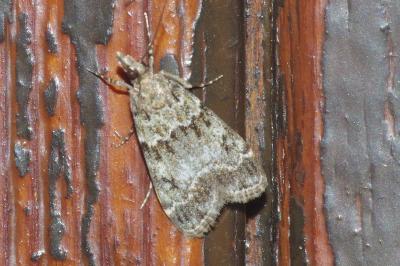 Eudonia mercurella