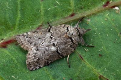 Nycteola columbana