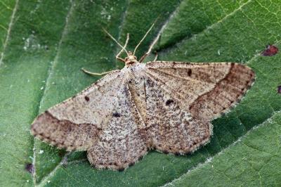 Isturgia murinaria