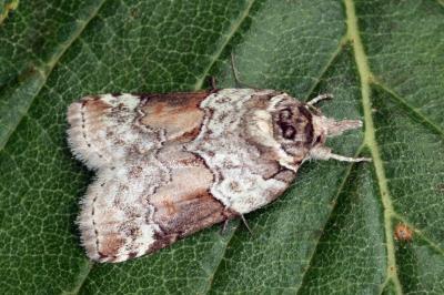 Nycteola siculana