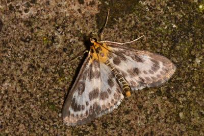 Anania hortulata