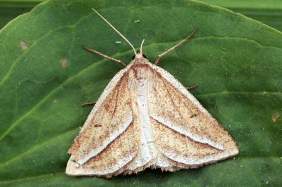 Chariaspilates formosaria