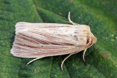 Mythimna impura