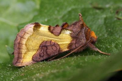 Diachrysia stenochrysis