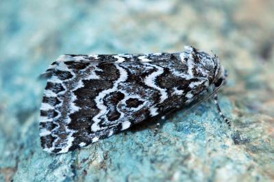 Alvaradoia numerica