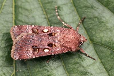 Agrotis trux rubrofusca