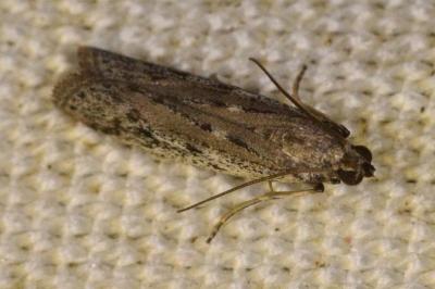 Phycitodes
