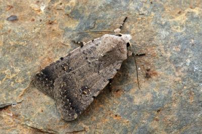 Caradrina flavirena