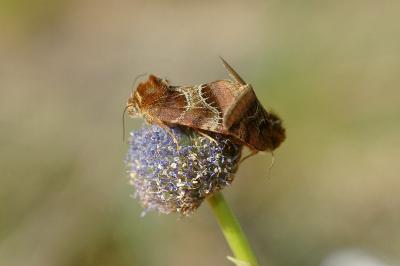 Periphanes cora