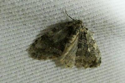Epirrita
