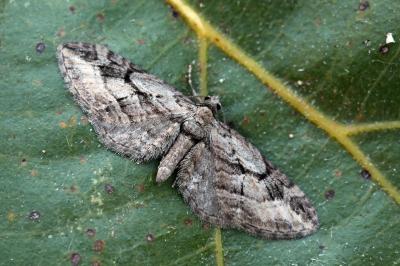 Eupithecia ericeata