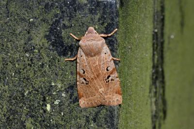 Conistra rubiginosa