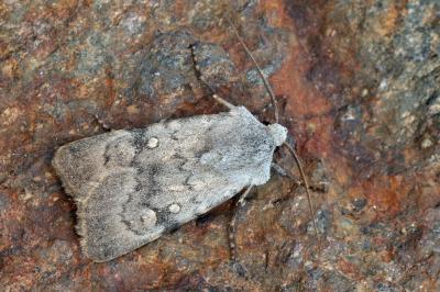 Euxoa decora