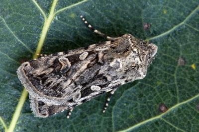 Euxoa distinguenda