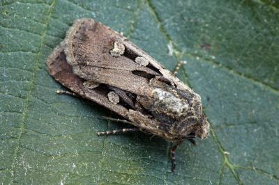 Euxoa obelisca