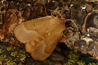 Lasiocampa trifolii trifolii