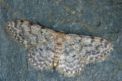 Idaea alyssumata