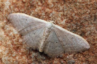 Idaea distinctaria