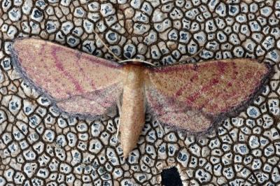 Idaea infirmaria