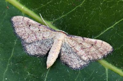 Idaea infirmaria