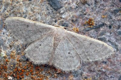 Idaea predotaria