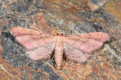 Idaea infirmaria