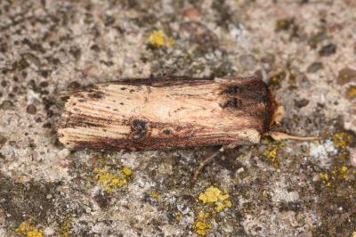 Axylia putris