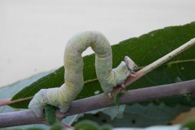 Biston betularia