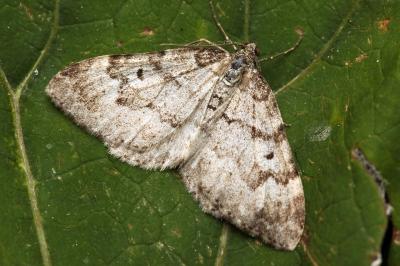 Xanthorhoe incursata