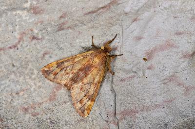 Ptilophora plumigera