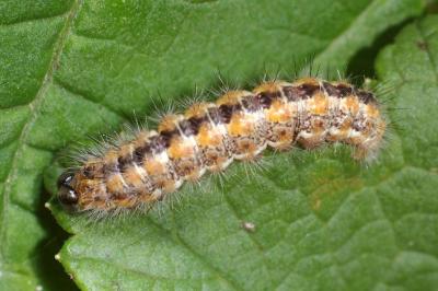 Acronicta albovenosa