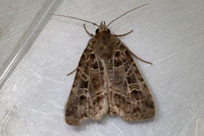 Naenia typica