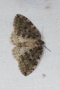 Epirrita