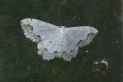 Scopula ornata