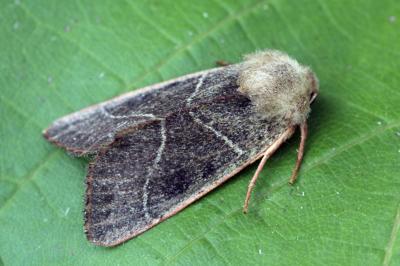 Pseudenargia ulicis