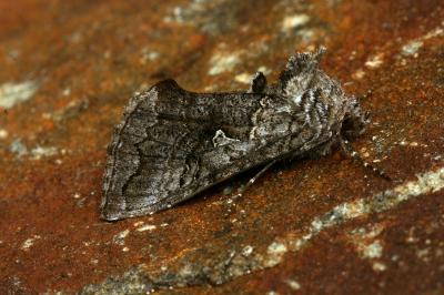 Syngrapha interrogationis pyrenaica