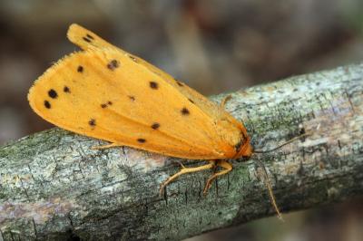 Setina flavicans