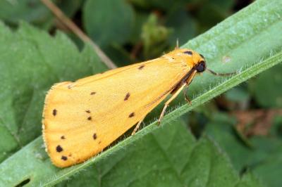 Setina flavicans