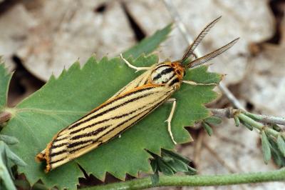 Spiris striata