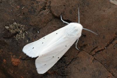 Spilosoma urticae