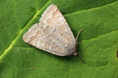 Acosmetia caliginosa