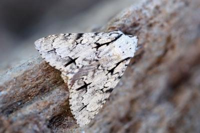 Acronicta cuspis